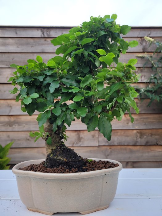 Liguster bonsai (Ligustrum) - Højde (Træ): 25 cm - Dybde (Træ): 20 cm - Holland