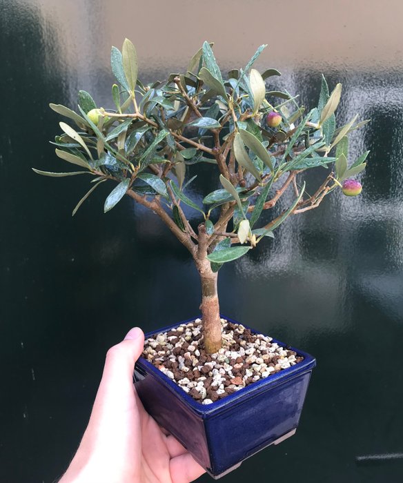 Oliven bonsai (Olea europaea) - Højde (Træ): 21 cm - Dybde (Træ): 22 cm - Holland