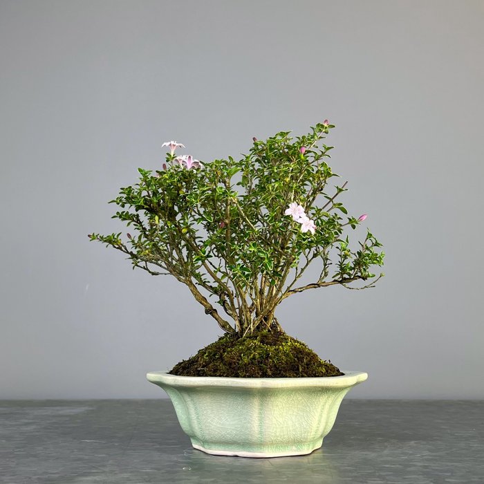 Snerose bonsai (Serissa foetida) - Højde (Træ): 22 cm - Dybde (Træ): 20 cm - Japan - Serissa Japanica