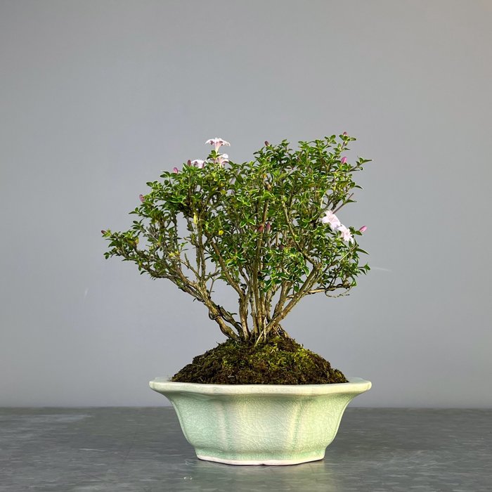 Snerose bonsai (Serissa foetida) - Højde (Træ): 22 cm - Dybde (Træ): 20 cm - Japan - Serissa Japanica