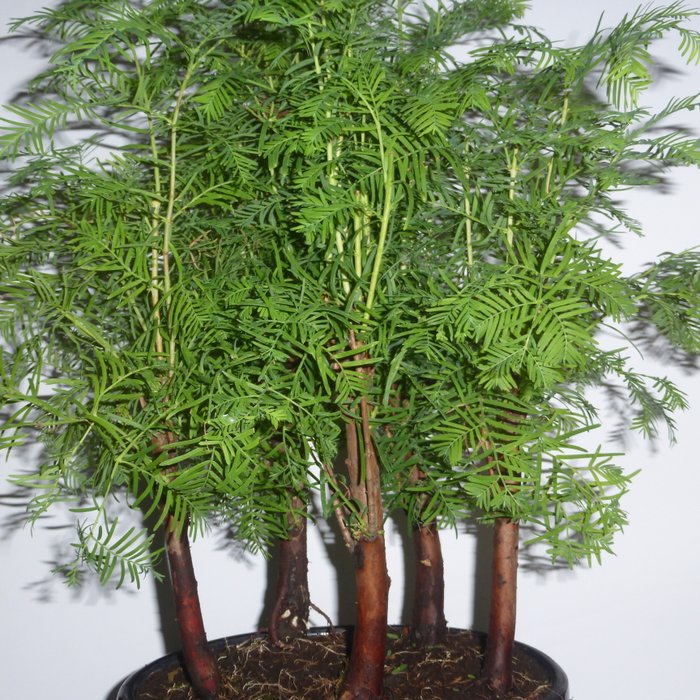 Kyst/Daggry rødtræs bonsai (Sequoia) - Højde (Træ): 47 cm - Dybde (Træ): 25 cm - Kina