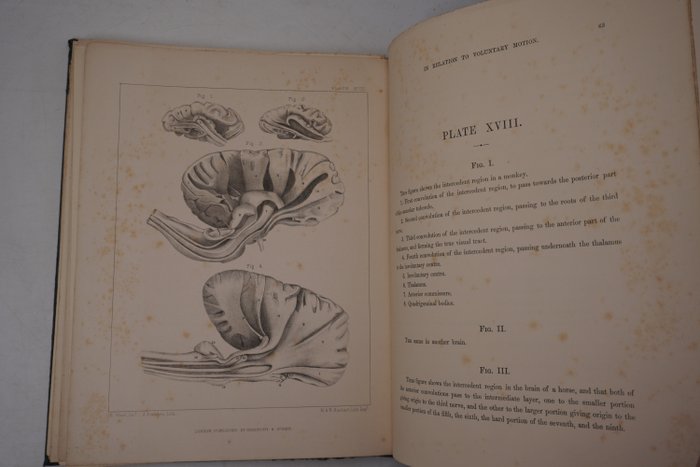 Joseph Swan - Delineations of the brain in relation to voluntary motion - 1864