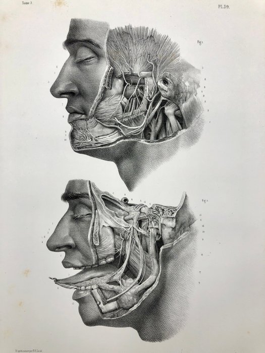 Undervisningsmaterialer - Nicolas-Henri Jacob  Jean Baptiste Marc Bourgery - traité d'anatomie de l'homme 1881 - Papir - 1850-1900