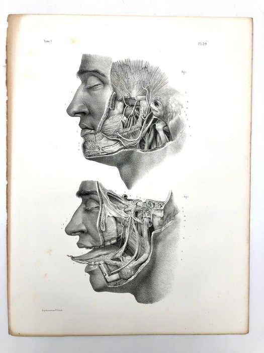 Undervisningsmaterialer - Nicolas-Henri Jacob  Jean Baptiste Marc Bourgery - traité d'anatomie de l'homme 1881 - Papir - 1850-1900