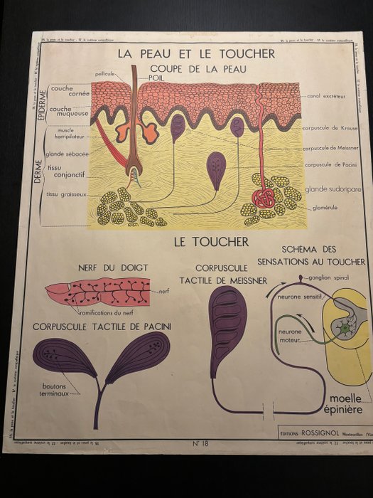 Rossignol - Affiche scolaire double face : La peau et le toucher et le système sympathique - 1950‹erne