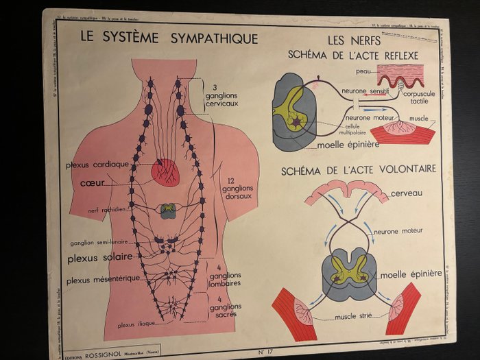 Rossignol - Affiche scolaire double face : La peau et le toucher et le système sympathique - 1950‹erne