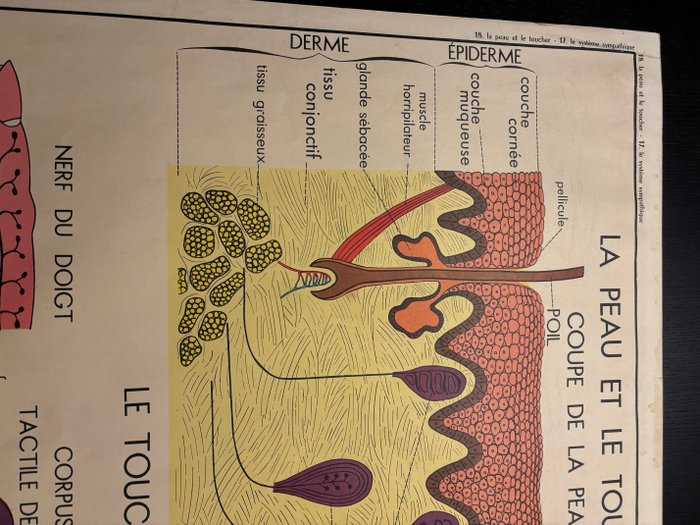 Rossignol - Affiche scolaire double face : La peau et le toucher et le système sympathique - 1950‹erne