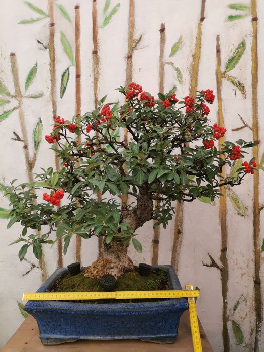 Ildtorn Bonsai (Pyracantha) - Højde (Træ): 50 cm - Dybde (Træ): 50 cm - Japan