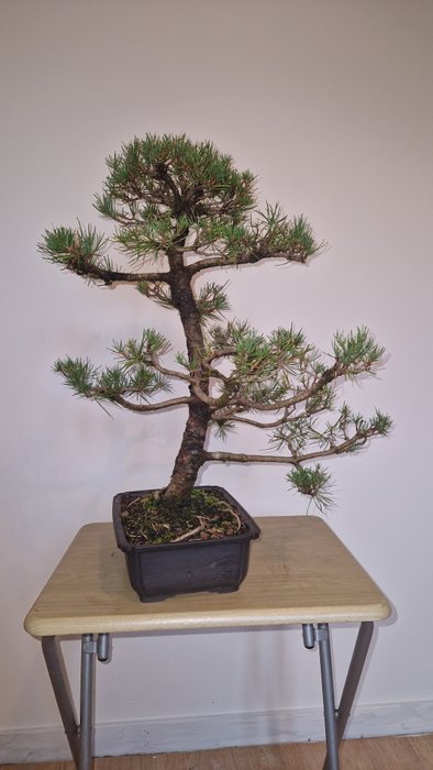 Fyrretræs bonsai (Pinus) - Højde (Træ): 58 cm - Dybde (Træ): 50 cm - Japan - skovfyr