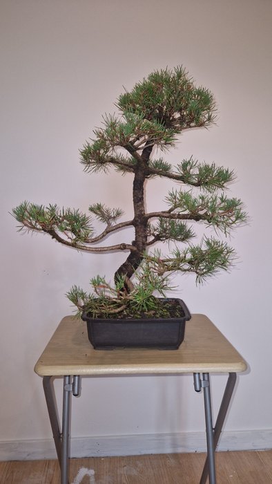 Fyrretræs bonsai (Pinus) - Højde (Træ): 58 cm - Dybde (Træ): 50 cm - Japan - skovfyr