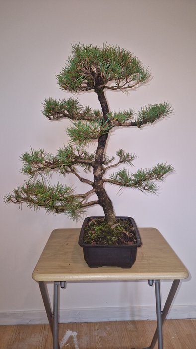 Fyrretræs bonsai (Pinus) - Højde (Træ): 58 cm - Dybde (Træ): 50 cm - Japan - skovfyr