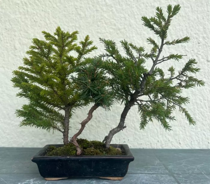 Enebærtræs bonsai (Juniperus) - Højde (Træ): 22 cm - Dybde (Træ): 30 cm - Japan