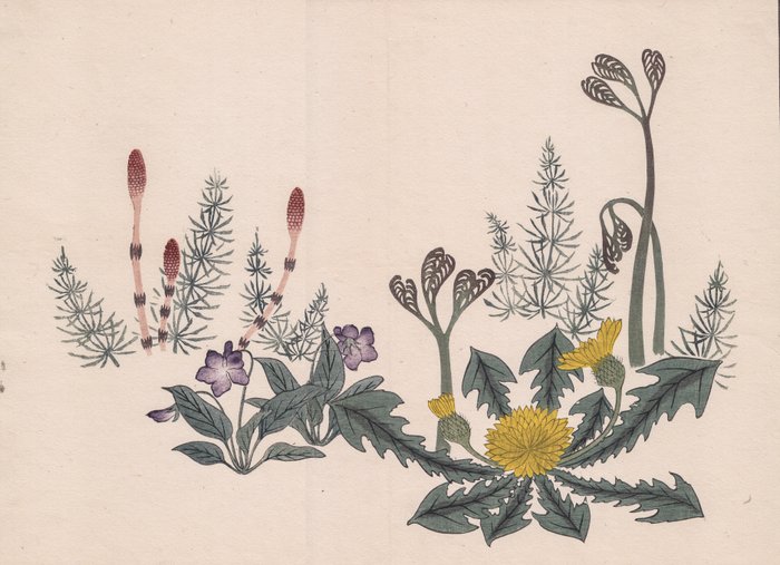 "Bracken, Dandelion, Violet and Horsetails" - From the Ehon: 'Flowers of the Four Season' - Sakai Hoitsu (1761 - 1828) - Japan