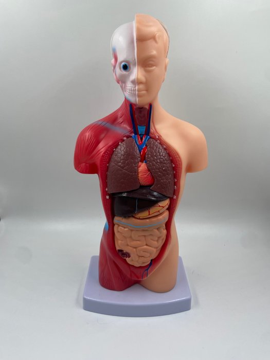 Uddannelses-/demonstrationsmodel - menneskelig torso anatomisk model - 1990-2000