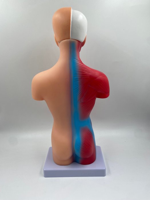 Uddannelses-/demonstrationsmodel - menneskelig torso anatomisk model - 1990-2000