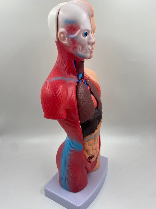 Uddannelses-/demonstrationsmodel - menneskelig torso anatomisk model - 1990-2000