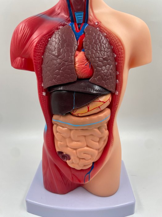 Uddannelses-/demonstrationsmodel - menneskelig torso anatomisk model - 1990-2000