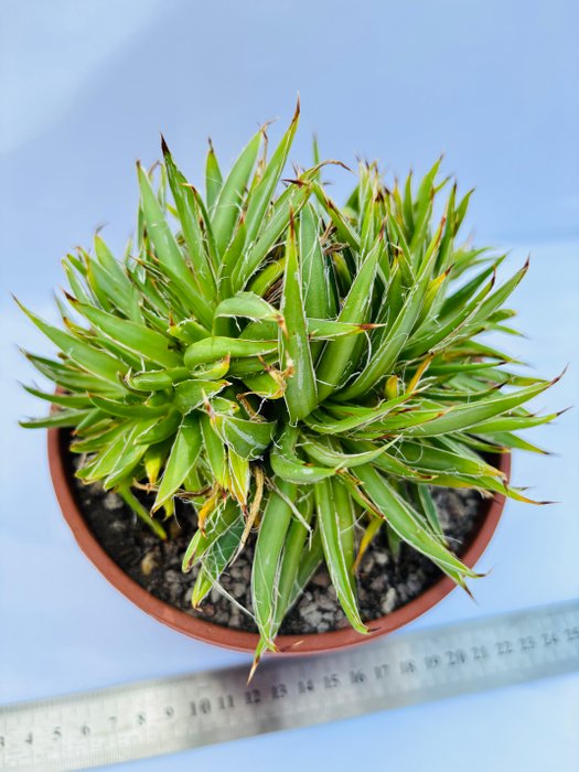 Udendørsmøbler - plante - Agave Filifera crested