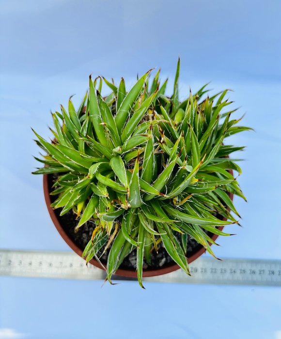 Udendørsmøbler - plante - Agave Filifera crested