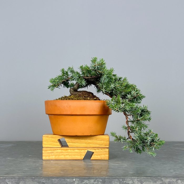 Enebærtræs bonsai (Juniperus) - Højde (Træ): 22 cm - Dybde (Træ): 28 cm - Portugal - Squamata