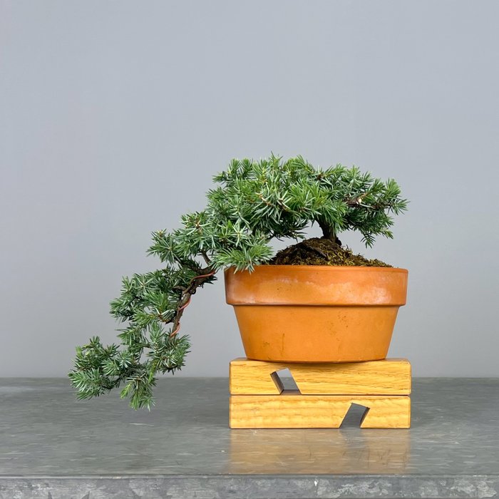 Enebærtræs bonsai (Juniperus) - Højde (Træ): 22 cm - Dybde (Træ): 28 cm - Portugal - Squamata