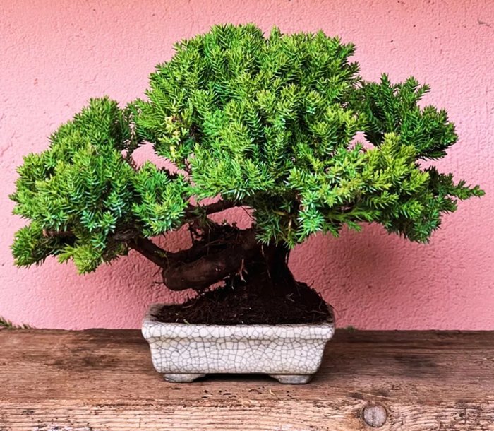 Enebærtræs bonsai (Juniperus) - Højde (Træ): 19 cm - Dybde (Træ): 30 cm - Japan