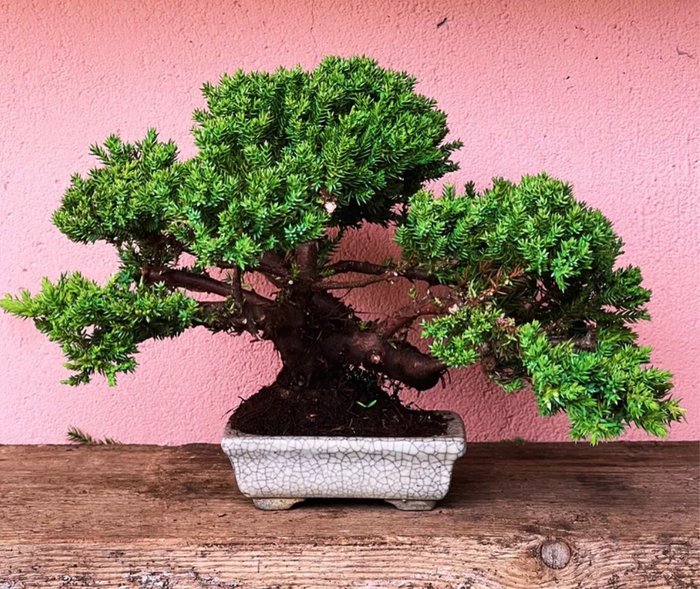 Enebærtræs bonsai (Juniperus) - Højde (Træ): 19 cm - Dybde (Træ): 30 cm - Japan