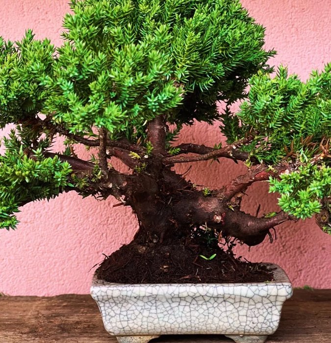 Enebærtræs bonsai (Juniperus) - Højde (Træ): 19 cm - Dybde (Træ): 30 cm - Japan