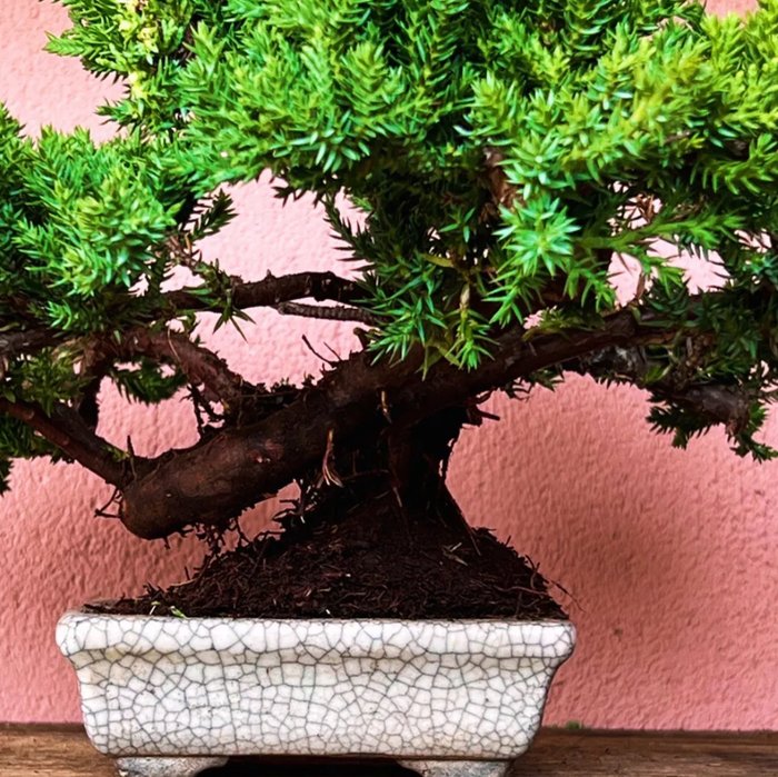 Enebærtræs bonsai (Juniperus) - Højde (Træ): 19 cm - Dybde (Træ): 30 cm - Japan