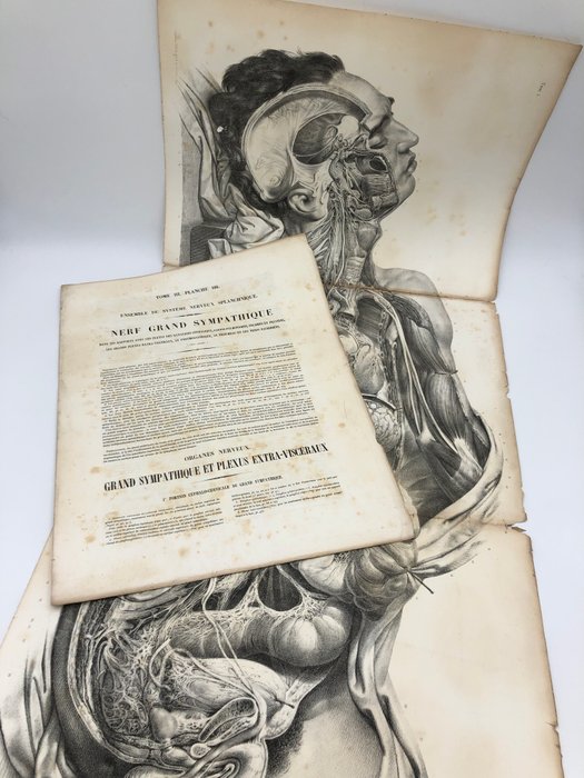 Undervisningsmaterialer - Nicolas-Henri Jacob  Jean Baptiste Marc Bourgery - traité d'anatomie de l'homme 1881 - Papir - 1850-1900 - Tredobbelt gravering