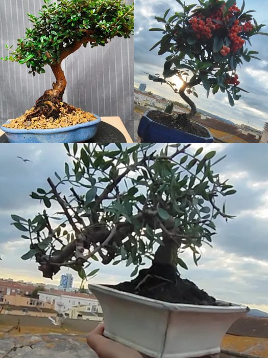 X3 Bonsai Olea, Lentisco, Pyrhacanta - Højde (Træ): 20 cm - Dybde (Træ): 18 cm - Spanien