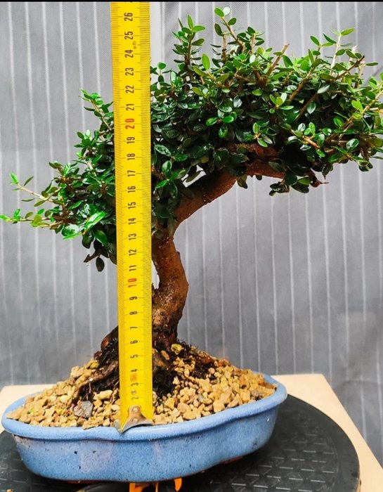 X3 Bonsai Olea, Lentisco, Pyrhacanta - Højde (Træ): 20 cm - Dybde (Træ): 18 cm - Spanien