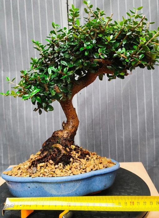 X3 Bonsai Olea, Lentisco, Pyrhacanta - Højde (Træ): 20 cm - Dybde (Træ): 18 cm - Spanien