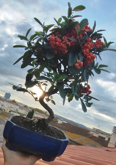 X3 Bonsai Olea, Lentisco, Pyrhacanta - Højde (Træ): 20 cm - Dybde (Træ): 18 cm - Spanien