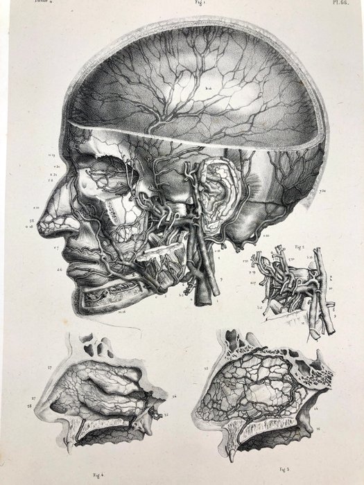 Undervisningsmaterialer - Nicolas-Henri Jacob  Jean Baptiste Marc Bourgery - traité d'anatomie de l'homme 1881 - Papir - 1850-1900