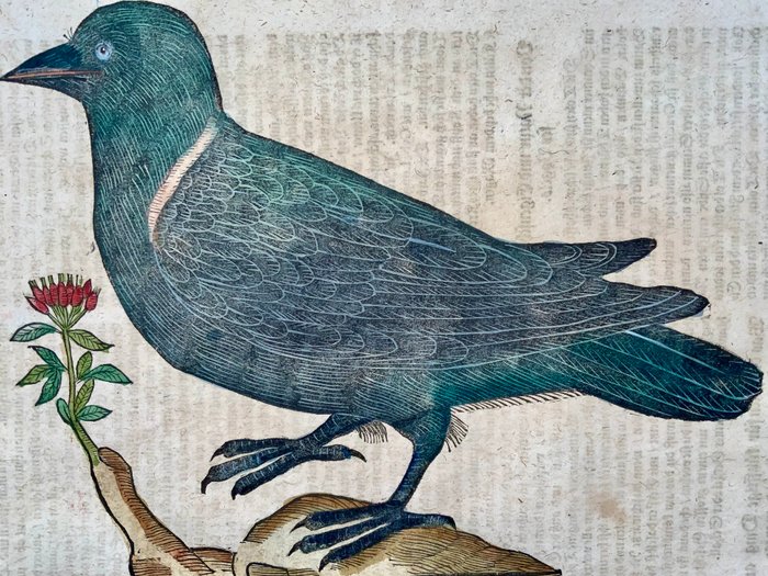 Conrad Gesner [1516-1565], Konrad Gessner - Jackdaw [ Tolen, Dohle ], ornithology, folio with hand coloured woodcut - 1669