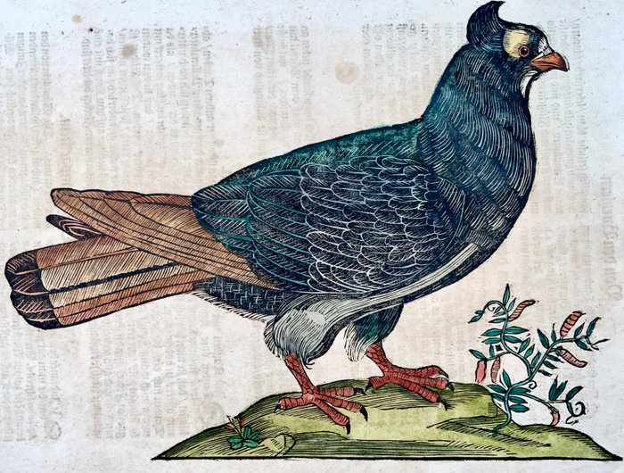 Conrad Gesner [1516-1565], Konrad Gessner - Dove [ Tauben ], ornithology, folio with hand coloured woodcut - 1669