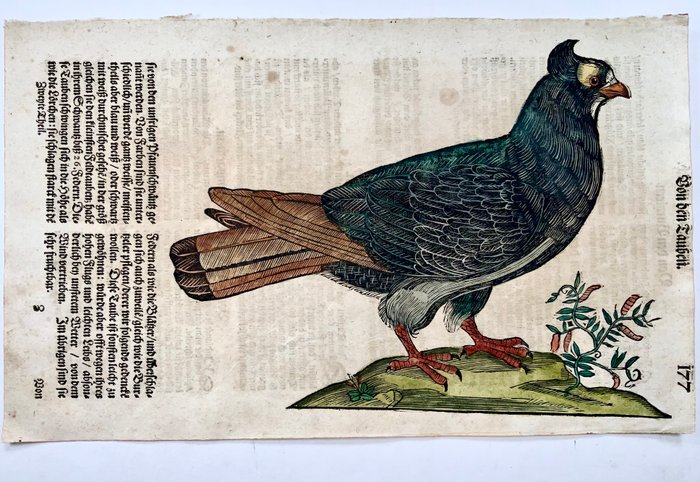 Conrad Gesner [1516-1565], Konrad Gessner - Dove [ Tauben ], ornithology, folio with hand coloured woodcut - 1669