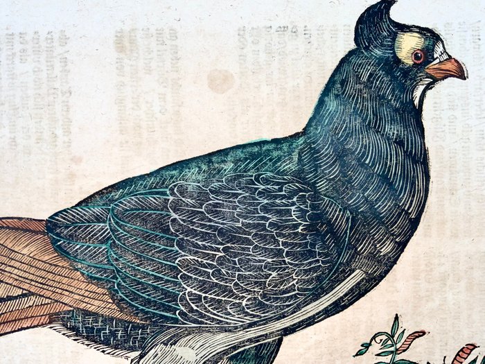 Conrad Gesner [1516-1565], Konrad Gessner - Dove [ Tauben ], ornithology, folio with hand coloured woodcut - 1669