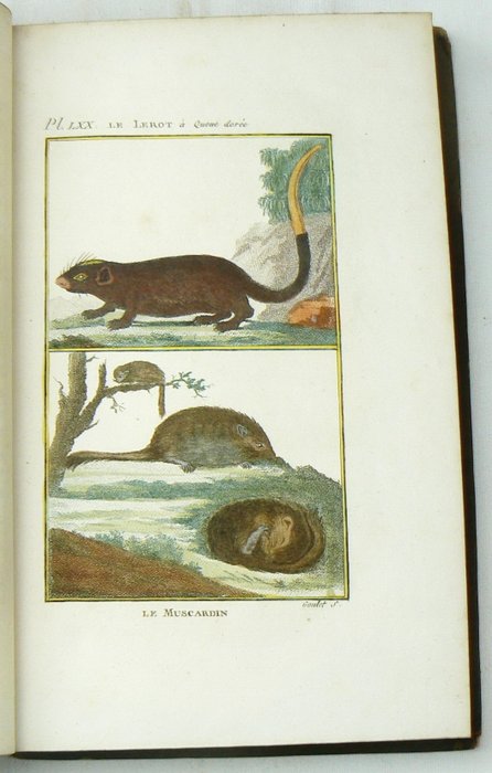 Georges-Louis Leclerc de Buffon; Charles-Nicolas-Sigisbert Sonnini [red.] - Histoire Naturelle, génerale et particulière, par Leclerc de Buffon; nouvelle edition [...] - 1799