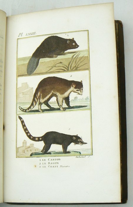 Georges-Louis Leclerc de Buffon; Charles-Nicolas-Sigisbert Sonnini [red.] - Histoire Naturelle, génerale et particulière, par Leclerc de Buffon; nouvelle edition [...] - 1799