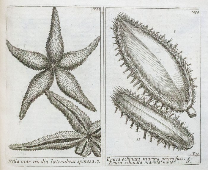 Barrelier - Plantae per Galliam - 1714