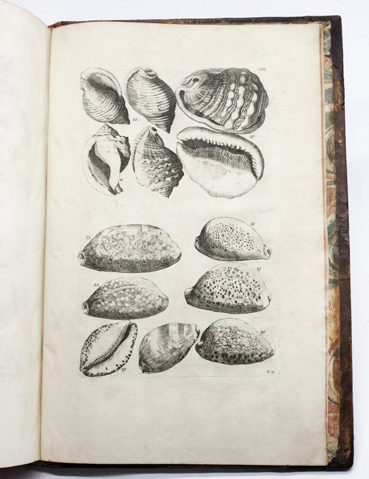 Barrelier - Plantae per Galliam - 1714