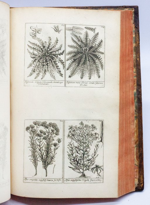 Barrelier - Plantae per Galliam - 1714