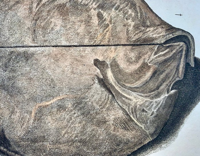 Paul van Somer (1577-1621) - Brill, Turbot, fish, ichthyology, large folio copper engraving - 1686