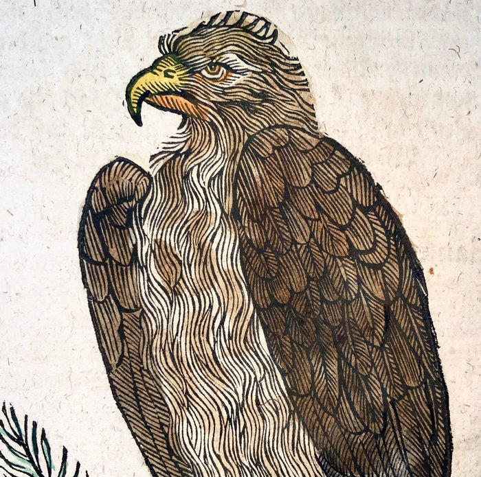 Conrad Gesner [1516-1565], Konrad Gessner - Eagles, ornithology, folio with 2 hand coloured woodcuts - 1669