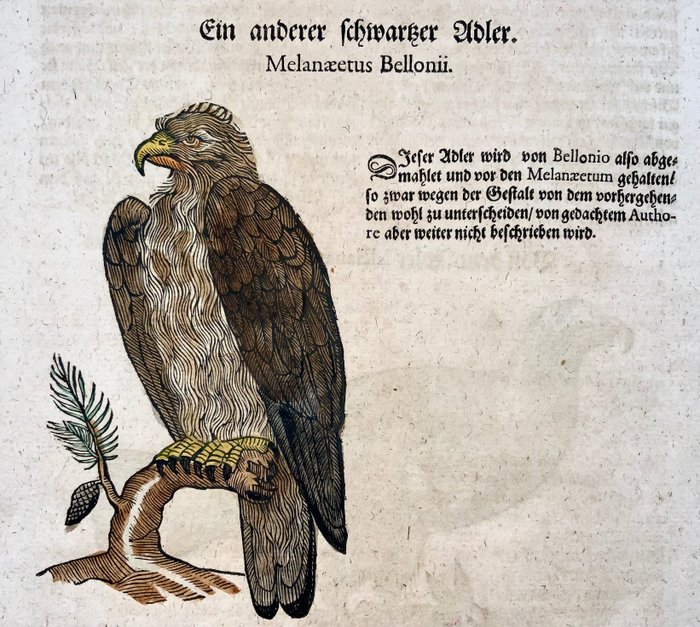 Conrad Gesner [1516-1565], Konrad Gessner - Eagles, ornithology, folio with 2 hand coloured woodcuts - 1669