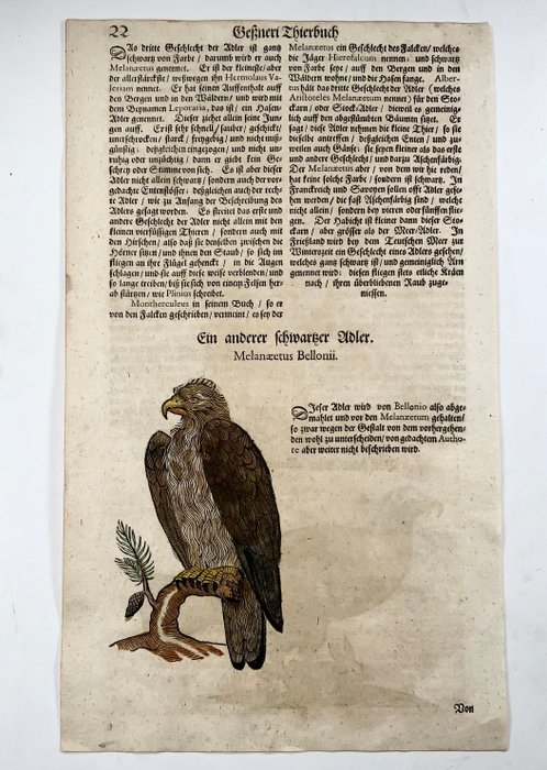 Conrad Gesner [1516-1565], Konrad Gessner - Eagles, ornithology, folio with 2 hand coloured woodcuts - 1669