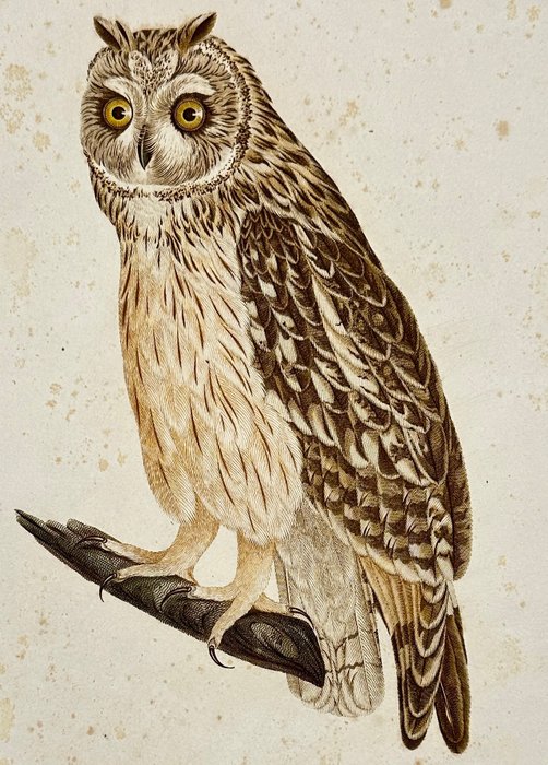 Johann Conrad Susemihl (1767–1847) - Strix brachyotis - Short-eared Owl - Large Engraving - 1809