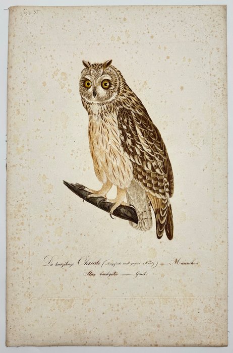 Johann Conrad Susemihl (1767–1847) - Strix brachyotis - Short-eared Owl - Large Engraving - 1809